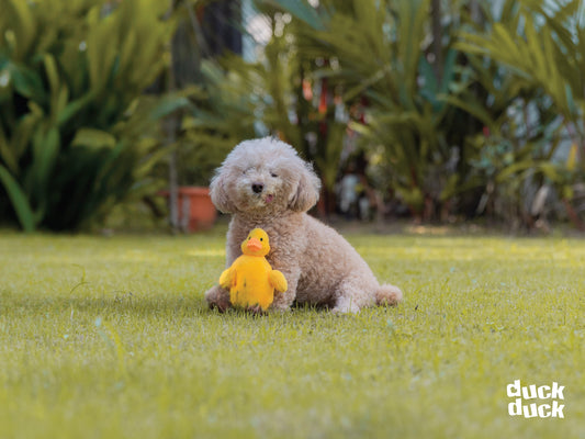 Tiny Jim (Dog Toy)